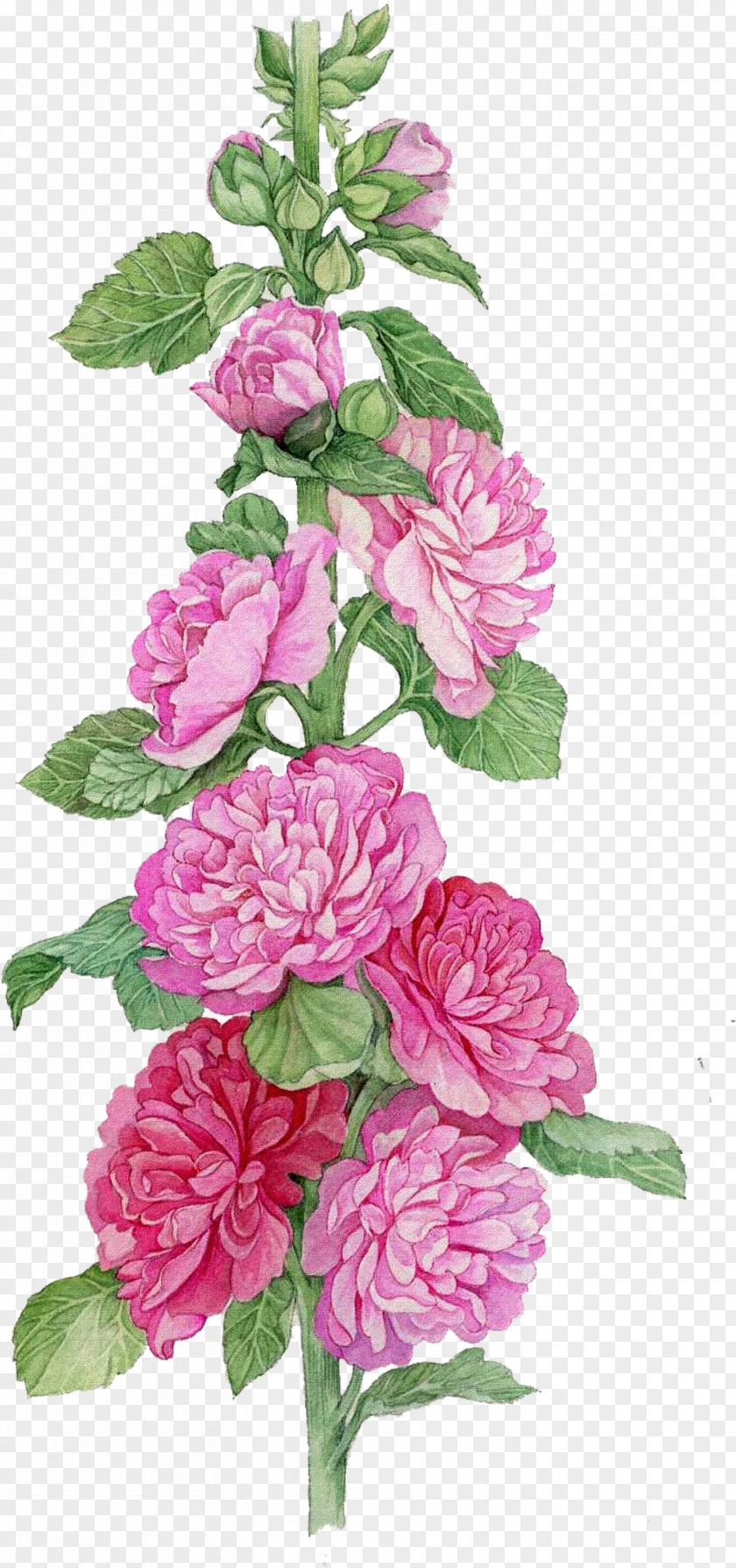 Hydrangea China Rose Watercolor Pink Flowers PNG