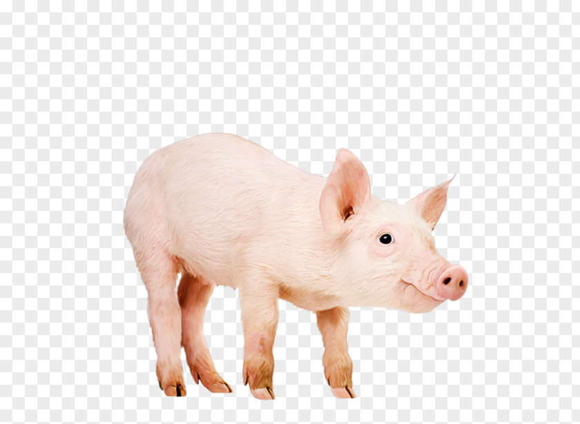 Pig Domestic Data Compression PNG