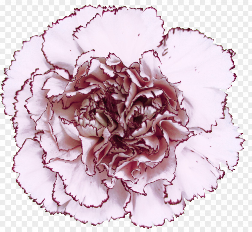 Pink Carnation Centifolia Roses Birth Flower Mariposa PNG