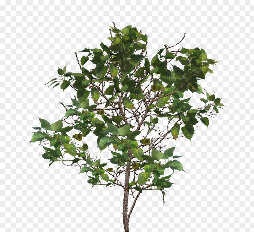 Plant Common Ivy Houseplant Flowerpot Shrub PNG