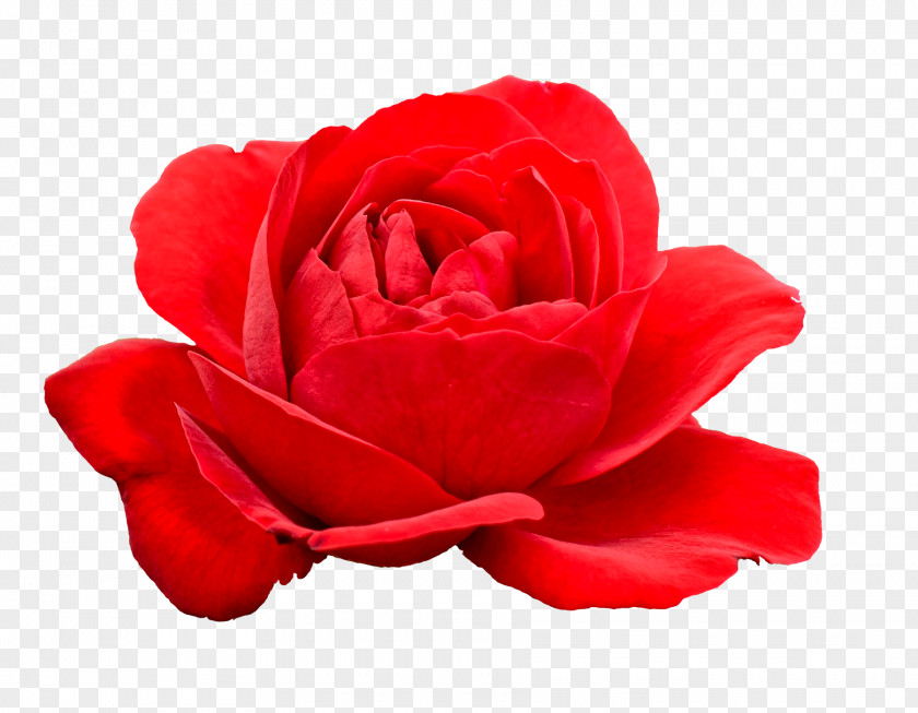 Red Centifolia Roses Flower Garden PNG