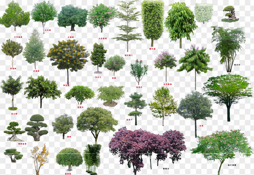 Tree Top View Download Shrub PNG