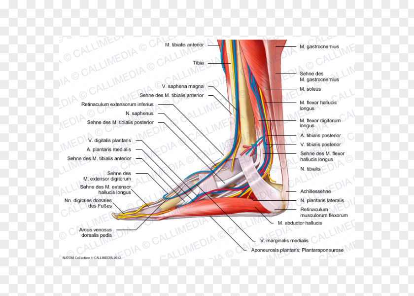Arm Muscle Nerve Muscular System Foot Human Anatomy PNG