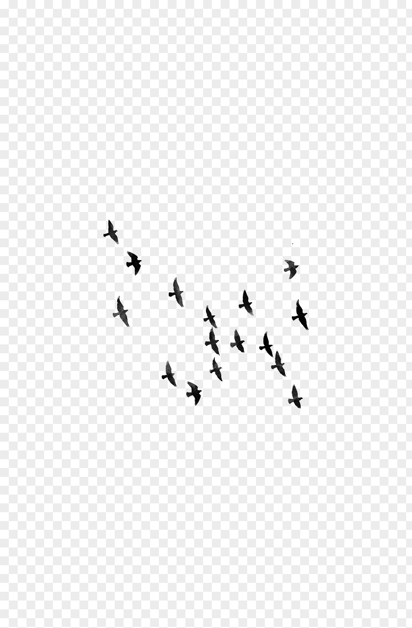 Flock Bird Editing Clip Art PNG