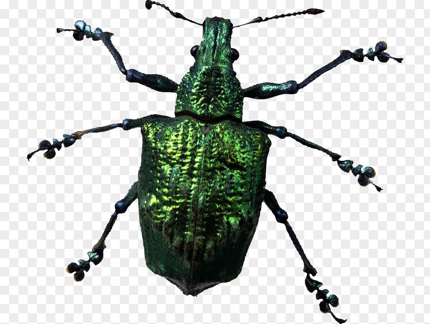 Insect Photos Beetle PNG