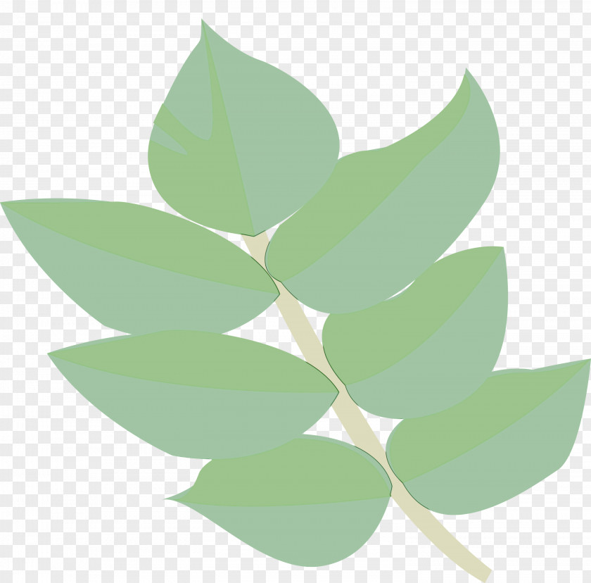 Leaf Green Plant Flower Eucalyptus PNG
