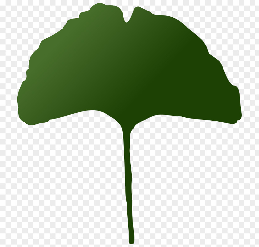 Love Tree Ginkgo Biloba Plant Clip Art PNG