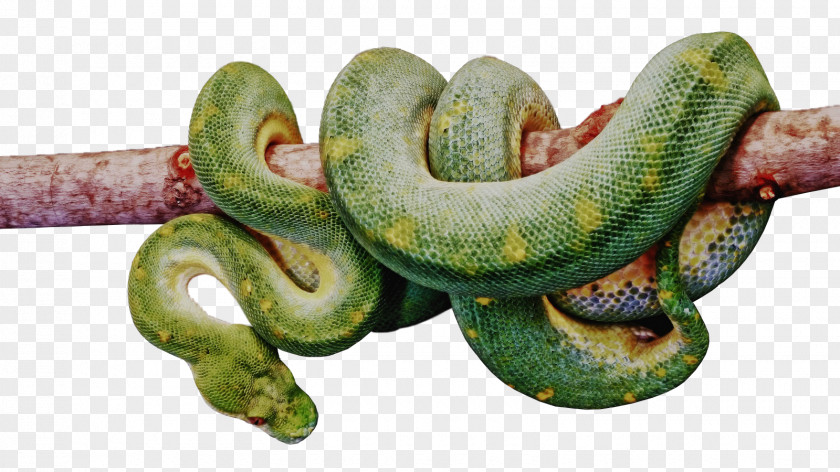 Snake Venomous Vipers Crotalus Cerastes Charming PNG