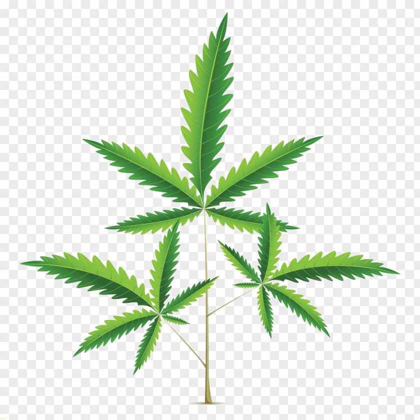Cannabis Illustration Stock PNG