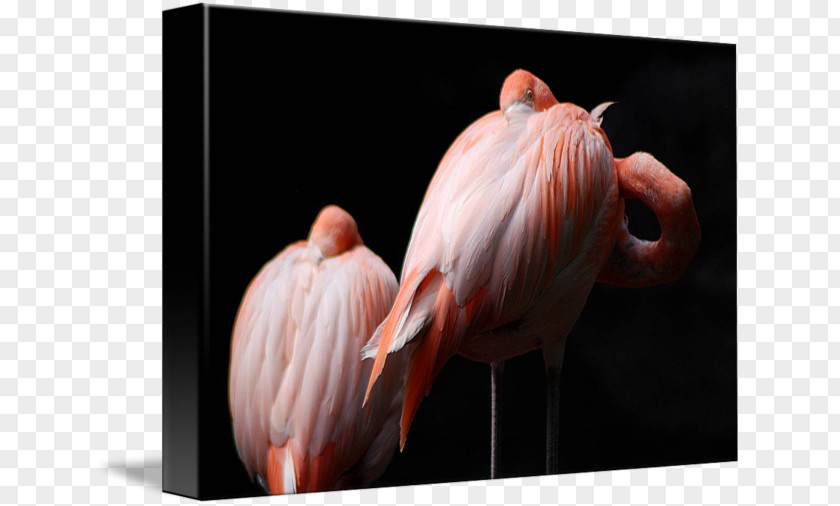 Flamingo Painting Gallery Wrap Canvas Art Feather Printmaking PNG