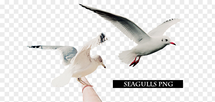 Flying Seagulls European Herring Gull Digital Art Bird American PNG