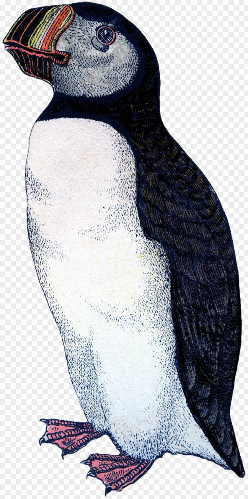 Penguin Puffin King Beak Fauna PNG