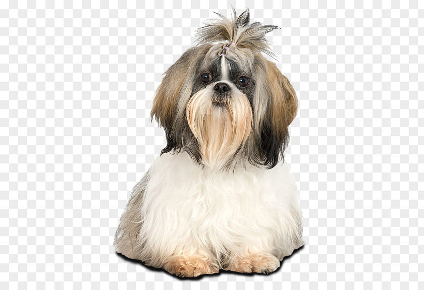 Puppy Shih Tzu Lhasa Apso Bichon Frise Maltese Dog PNG