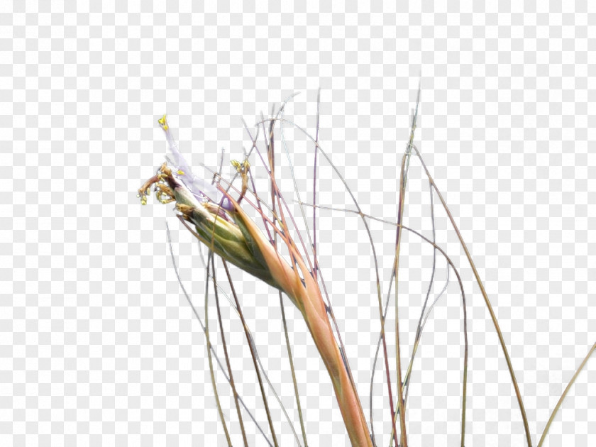 Sedge Family Alismatales Twig Background PNG