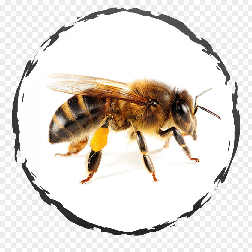Bee Removal Image Health Honey PNG
