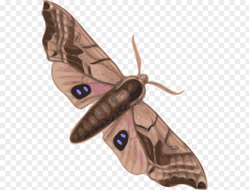 Butterfly Moth Insect Clip Art PNG