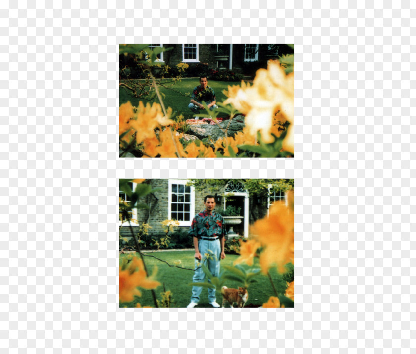 Freddie Mercury Lawn Recreation Leaf Tree PNG