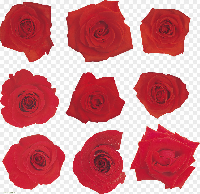 Garden Roses Texas Hold 'em Poker Token Coin Playing Card PNG roses hold coin card, others clipart PNG