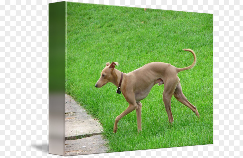 Greyhound Italian Sloughi Polish Whippet PNG