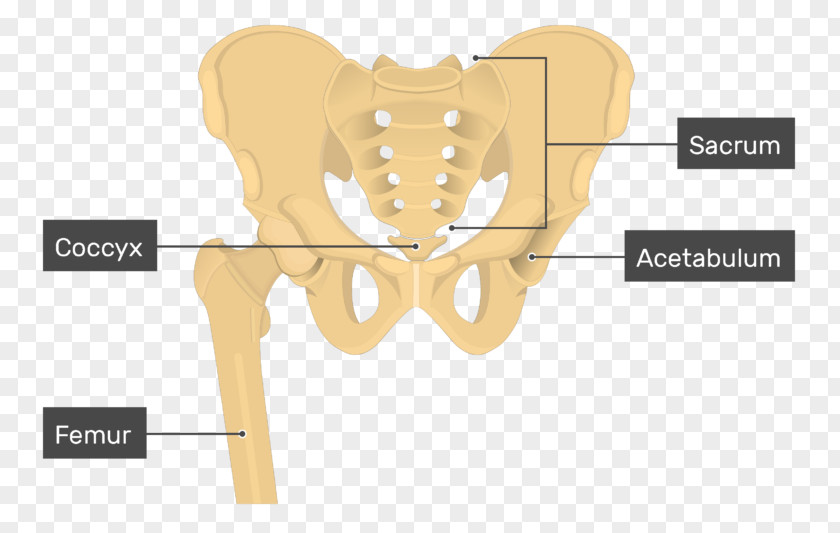 Hip Bone Pelvis Ilium PNG