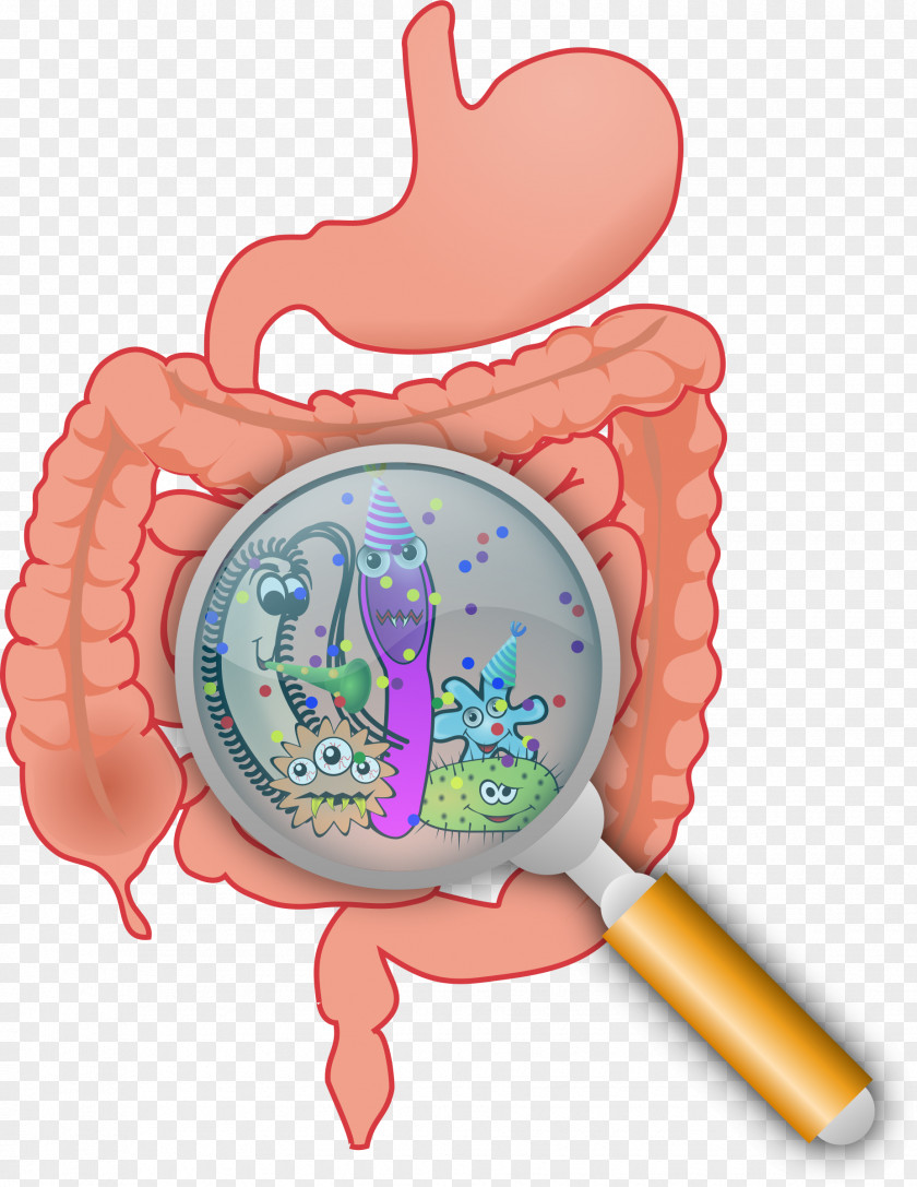 Organs Gut Flora Gastrointestinal Tract Microbiota Bacteria Large Intestine PNG
