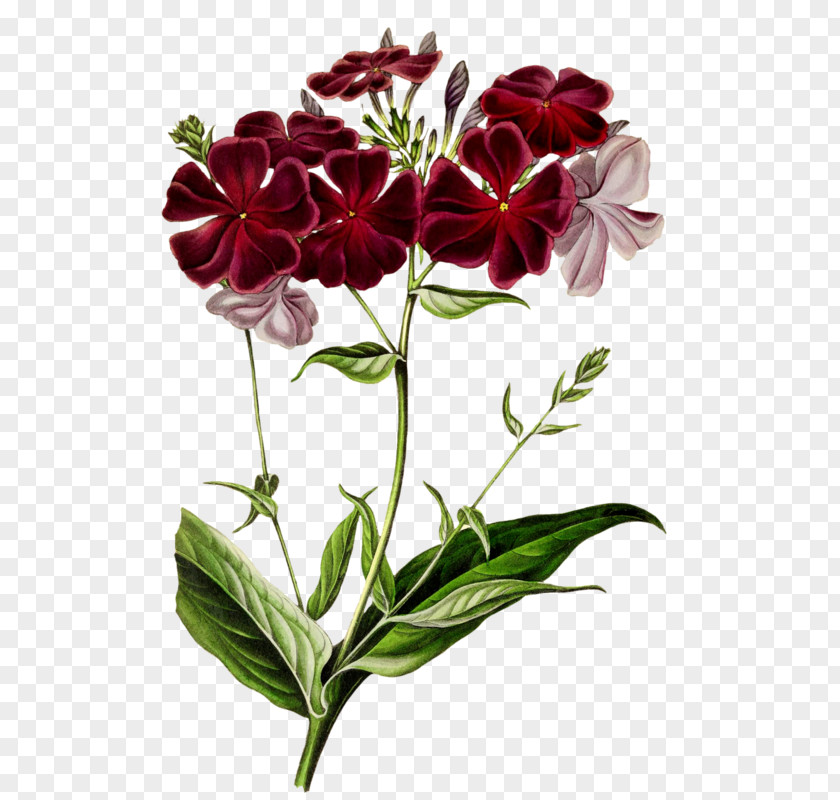 Phlox Flower Cut Flowers Tile Plants Petal PNG