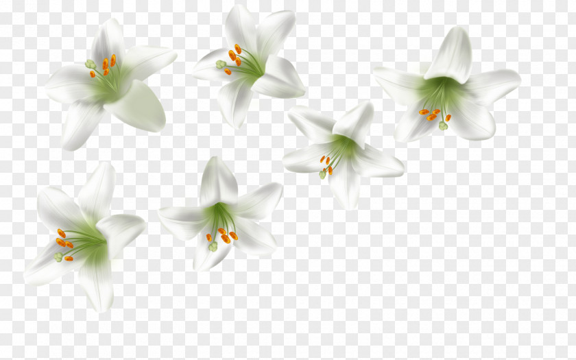 Pierre Joseph RedoutÃ© Fleurs Petal PNG