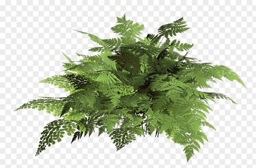Plant Fern Vascular Photography PNG