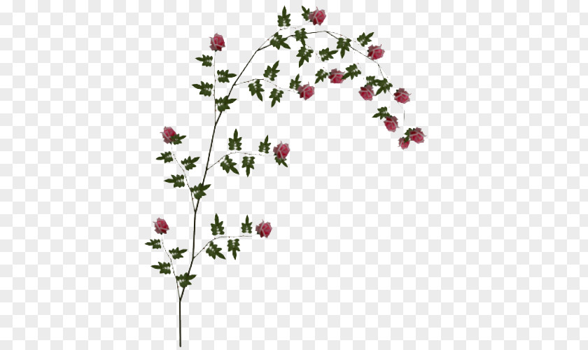 Rose Vine File Clip Art PNG