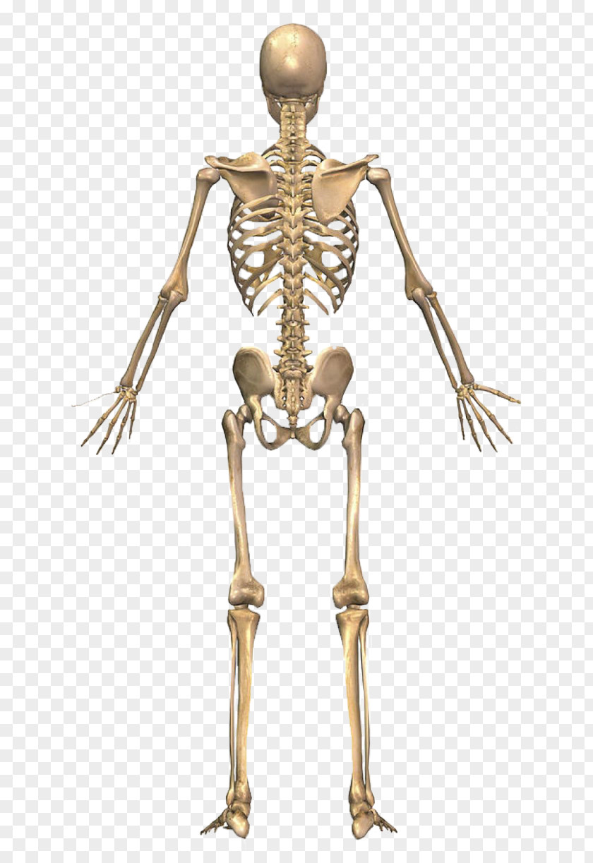 Skeleton The Skeletal System Human Back Body PNG