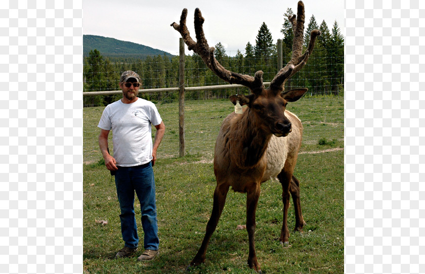 Antler Elk Reindeer Moose PNG