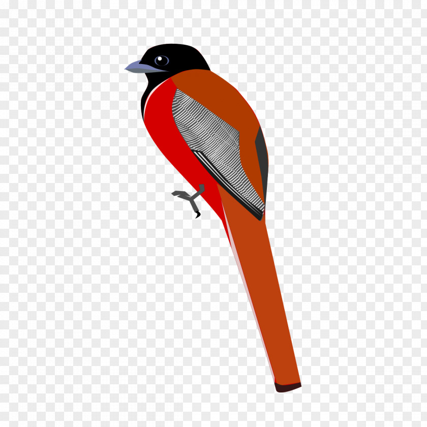 Bird Malabar Trogon PNG