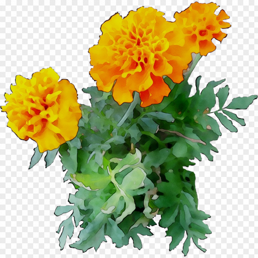 Chrysanthemum English Marigold Yellow Cut Flowers Annual Plant PNG