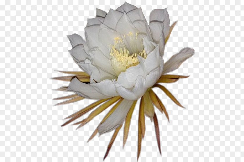 Elder Flower Large-flowered Cactus Epiphyllum Cactaceae Night Plant PNG