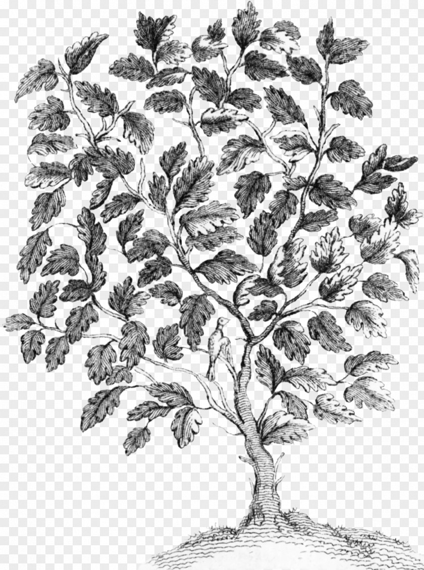 Fairy Tree Twig Drawing Plant Stem Leaf /m/02csf PNG