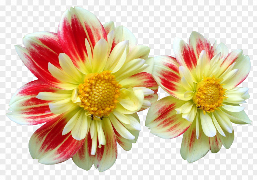 Flower Dahlia Daisy Family Clip Art PNG