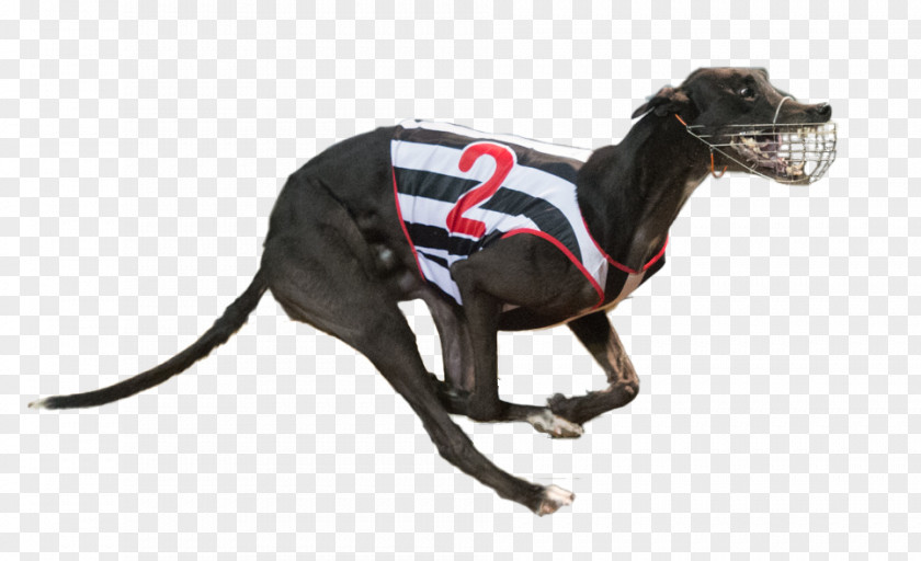 Italian Greyhound Racing Dog Breed PNG