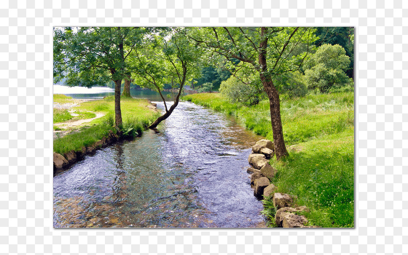 River Tributary Riparian Zone View Of A Stream Clip Art PNG