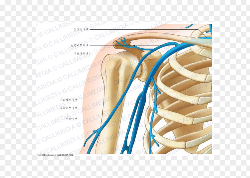 Axillary Vein Subclavian Human Anatomy PNG