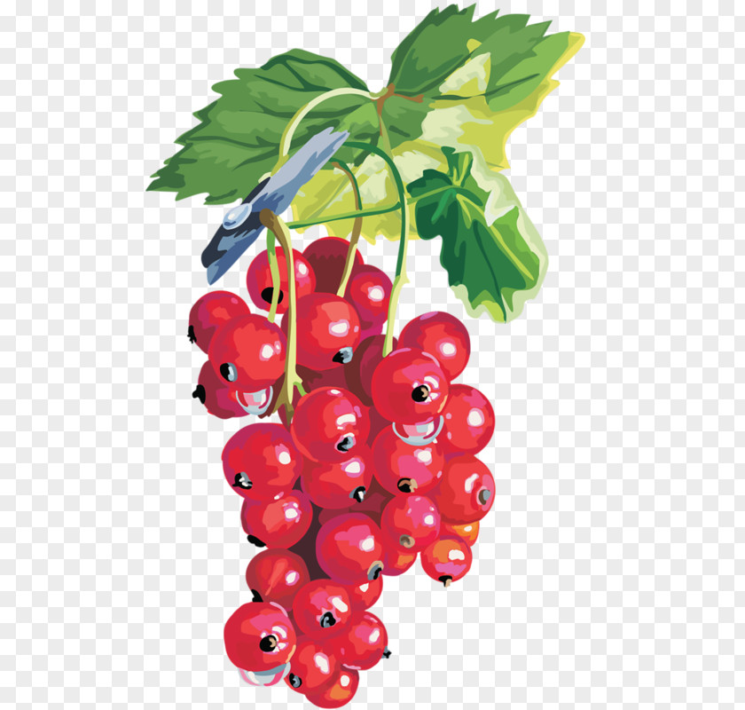 Berries Redcurrant Blackcurrant Fruit PNG
