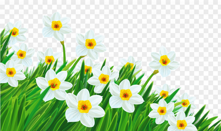 Daffodils Images Flower Free Content Clip Art PNG