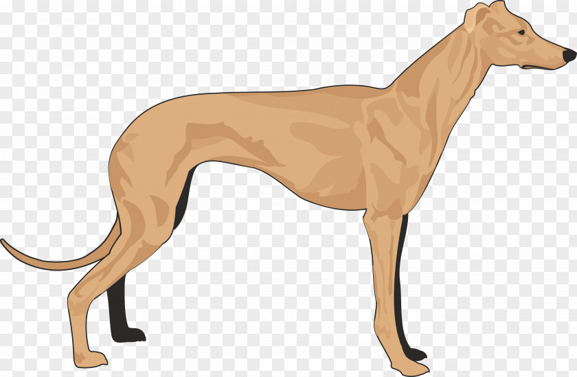 Dogs Italian Greyhound Dachshund Basset Hound Coat PNG