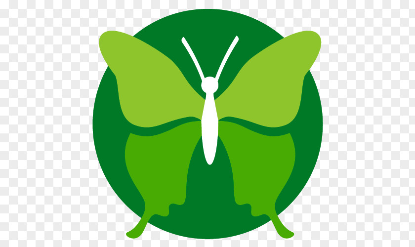 Green Butterfly Dating Coach Coaching Life Clip Art PNG