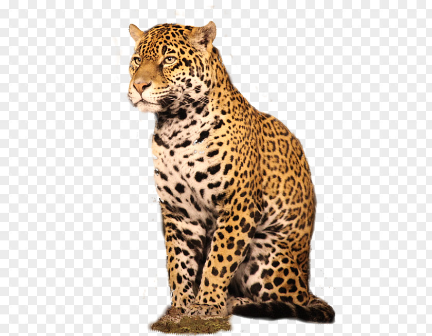 Leopard GIMP Adobe Photoshop Plug-in Nik Software PNG