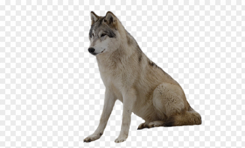 Puppy African Wild Dog Czechoslovakian Wolfdog Coyote Saarloos PNG