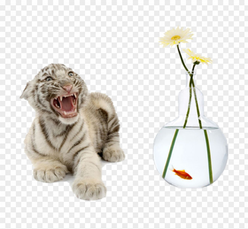 Tiger Cubs Cat White PNG