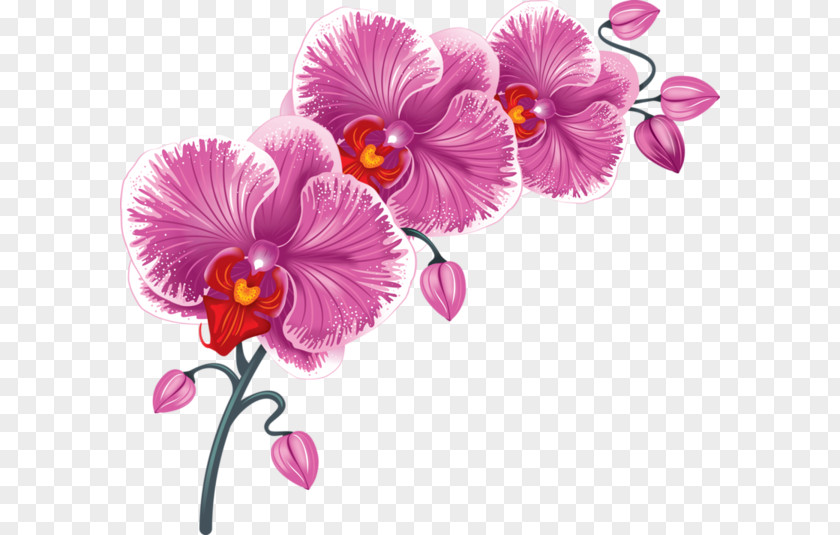 Flower Vector Graphics Clip Art Image Drawing PNG