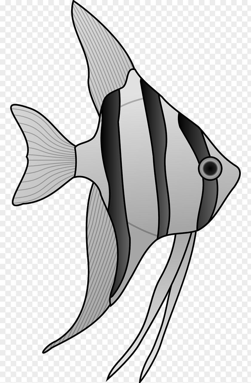 Gray Fish Pterophyllum Altum Cartoon Drawing Clip Art PNG