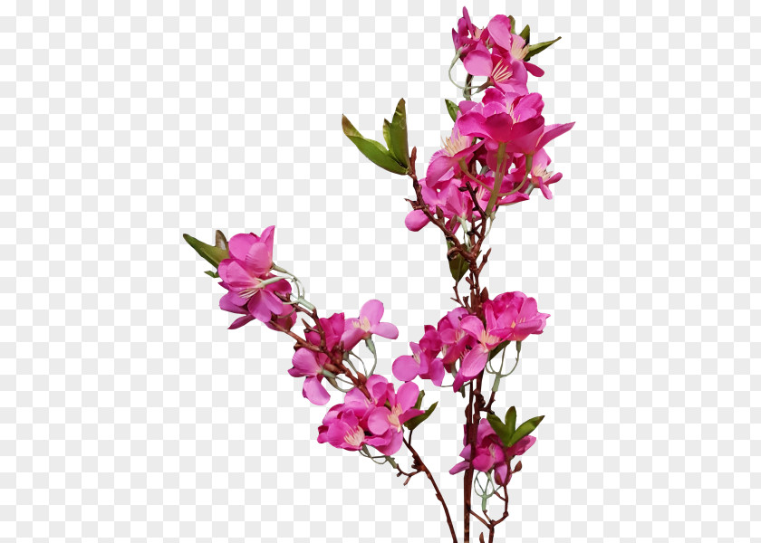 Peach Blossom Cut Flowers Floral Design Flowering Plant PNG