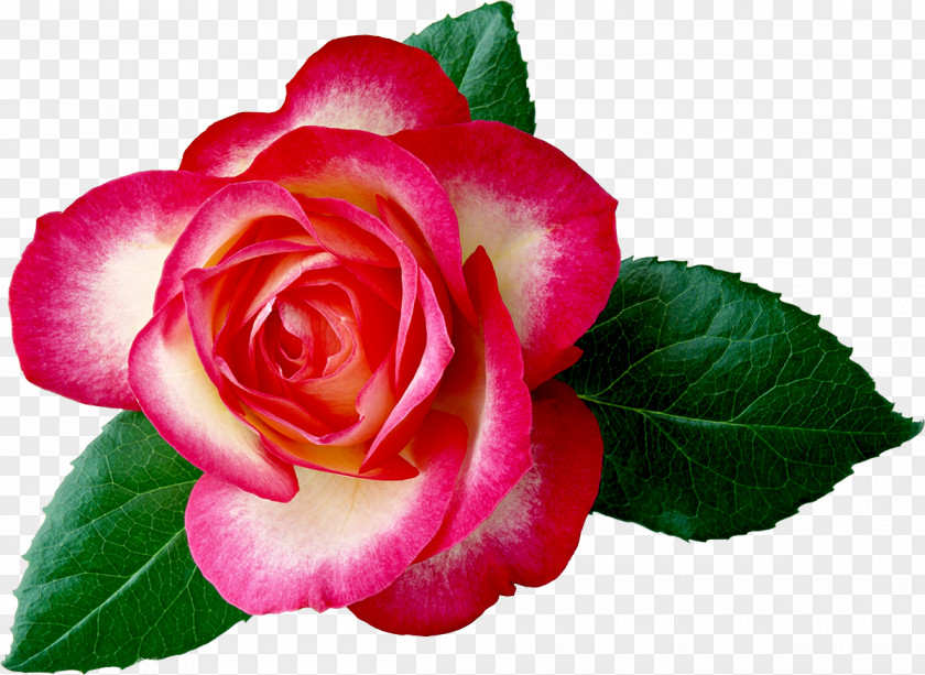 Pink Peach Rose Flower Desktop Wallpaper Clip Art PNG